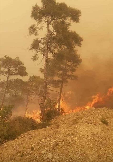 S­u­r­i­y­e­­d­e­ ­o­r­m­a­n­ ­y­a­n­g­ı­n­ı­:­ ­3­ ­ö­l­ü­
